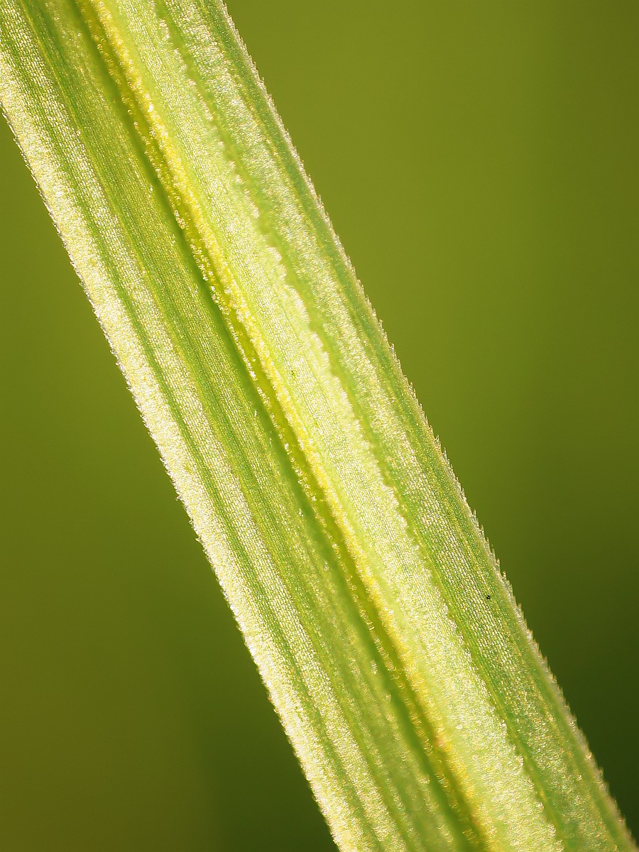 Image of Carex melanostachya specimen.