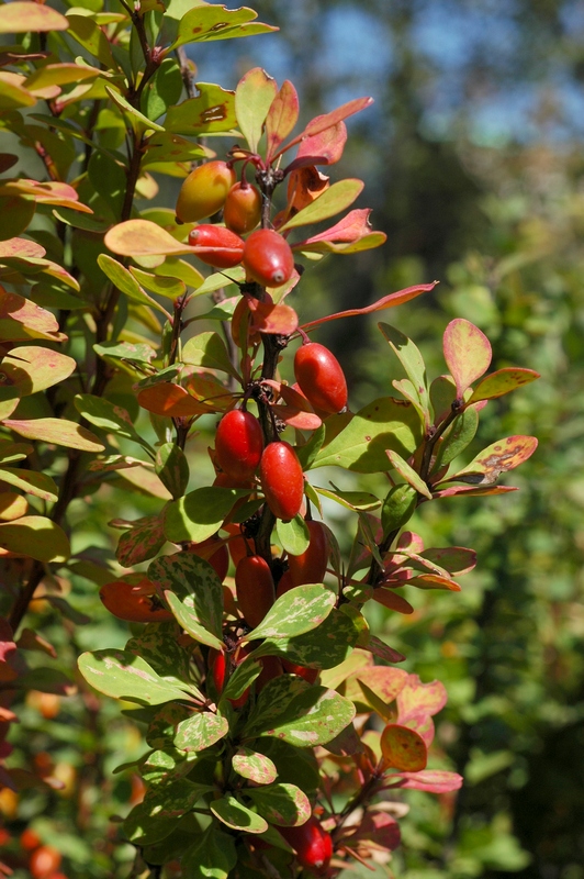 Изображение особи Berberis thunbergii.