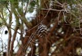 Pinus nigra. Часть ветви с раскрывшейся шишкой. Марокко, обл. Марракеш - Сафи, хр. Высокий Атлас, перевал Тизи-н'Тишка, ≈ 2000 м н.у.м., каменистый склон. 01.01.2023.