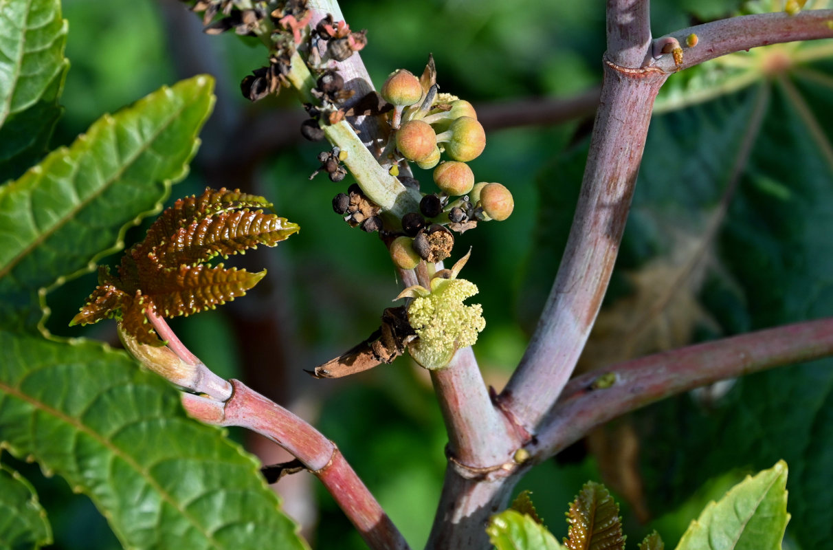 Изображение особи Ricinus communis.