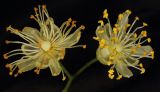 Смотреть изображение Tilia cordata