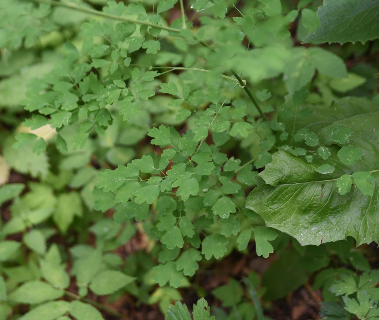 Image of genus Thalictrum specimen.