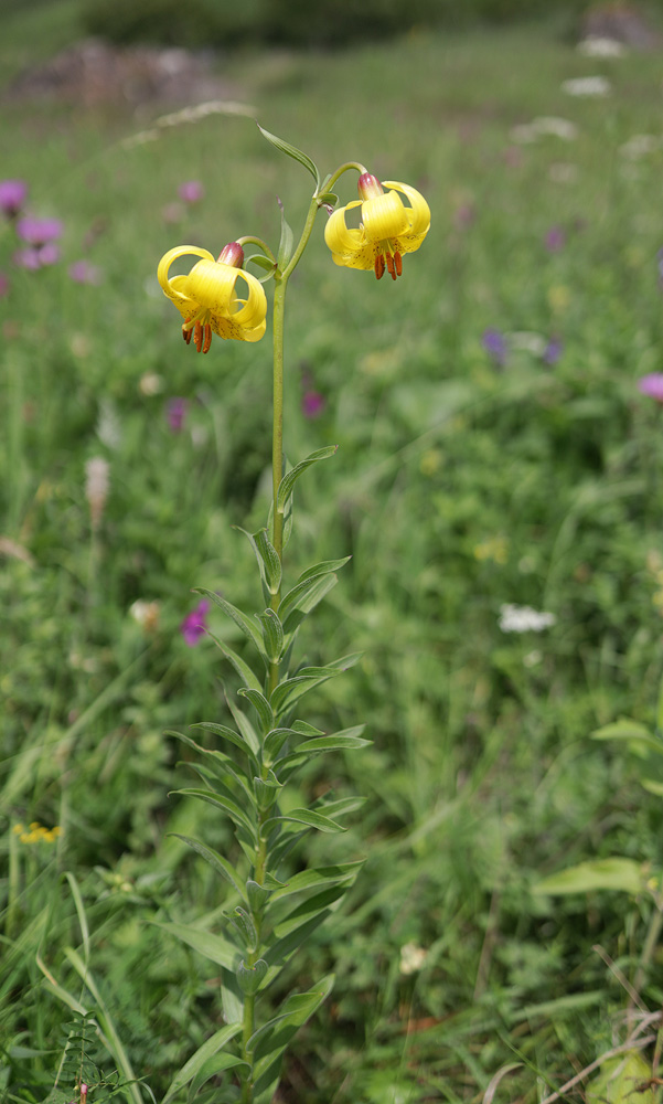 Image of Lilium monadelphum specimen.