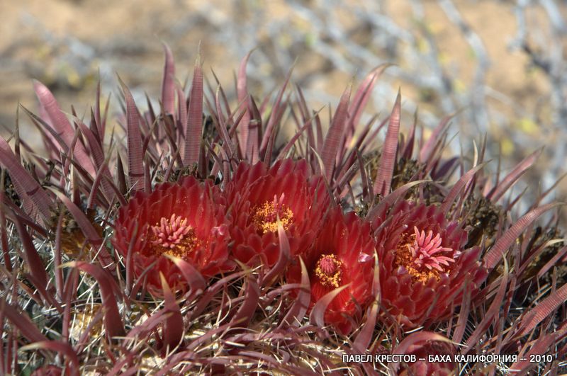 Image of Ferocactus gracilis specimen.