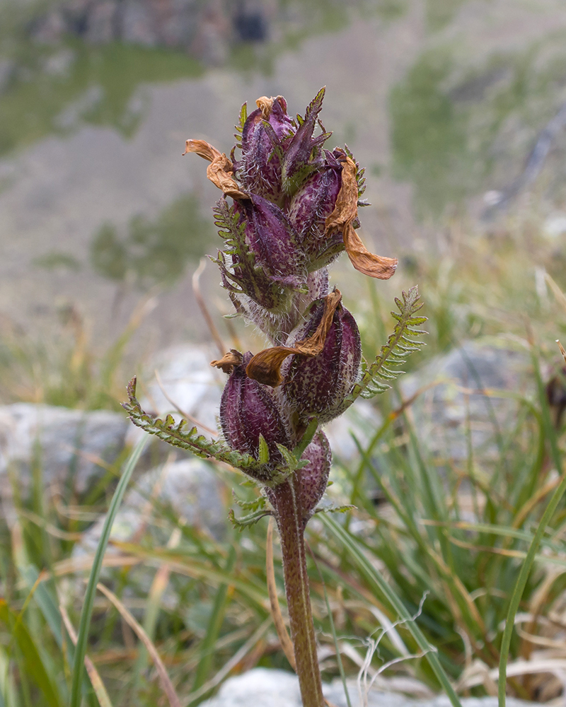 Image of Pedicularis chroorrhyncha specimen.