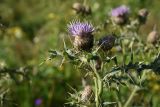 Cirsium buschianum. Верхушка цветущего растения. Чечня, Итум-Калинский р-н, склон северного отрога горы Чархунышкорт, выс. 2300 м н.у.м, травянистый склон. 7 августа 2023 г.