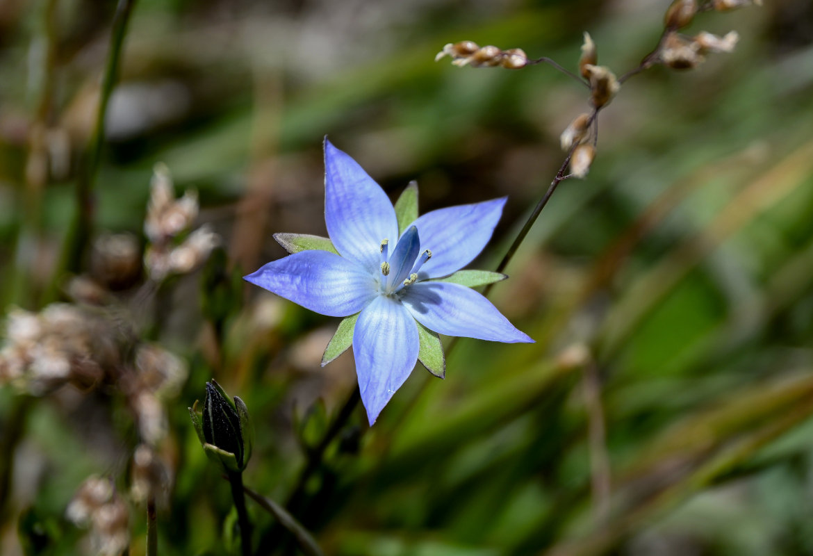 Image of Lomatogonium carinthiacum specimen.