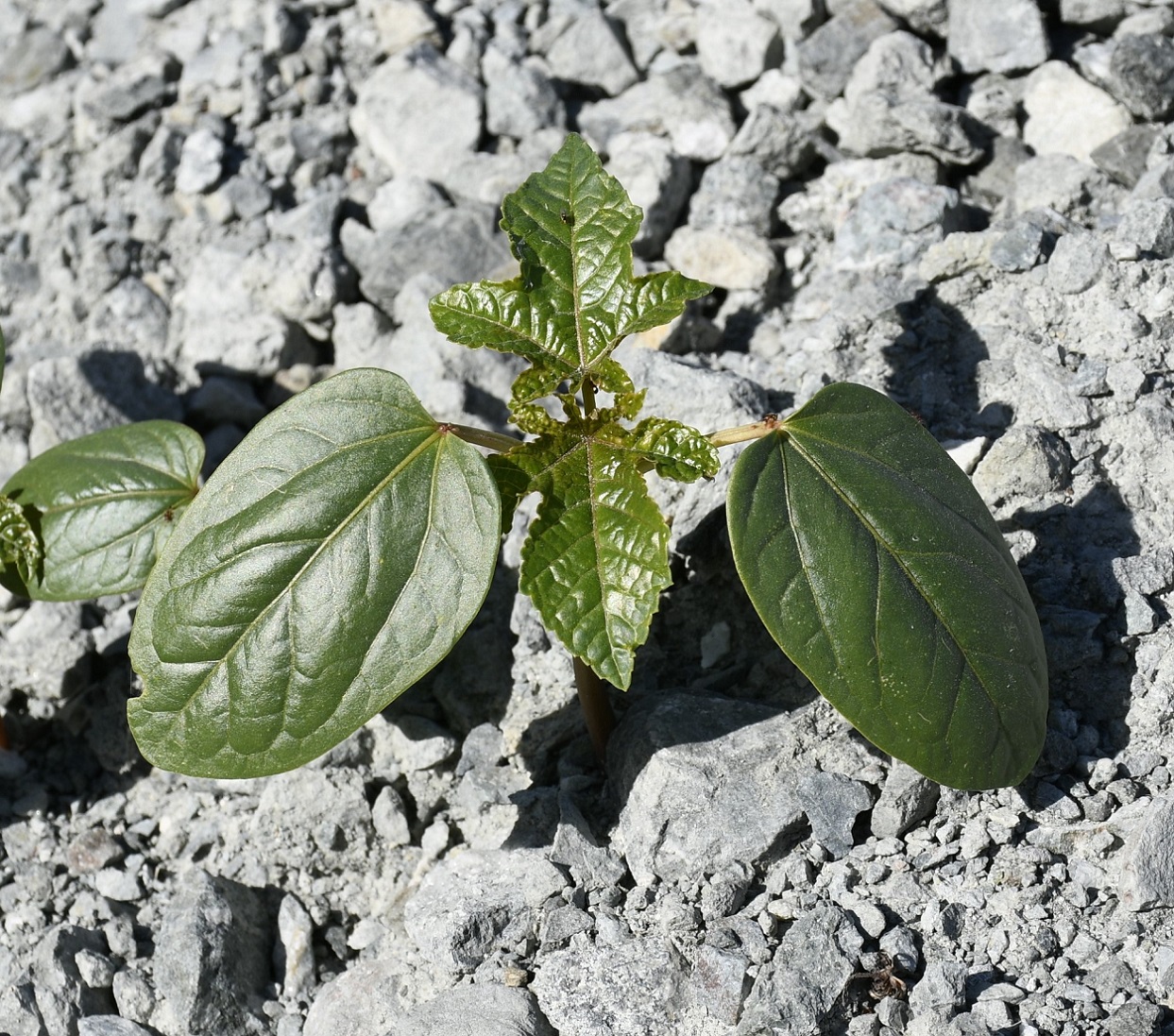 Image of Ricinus communis specimen.