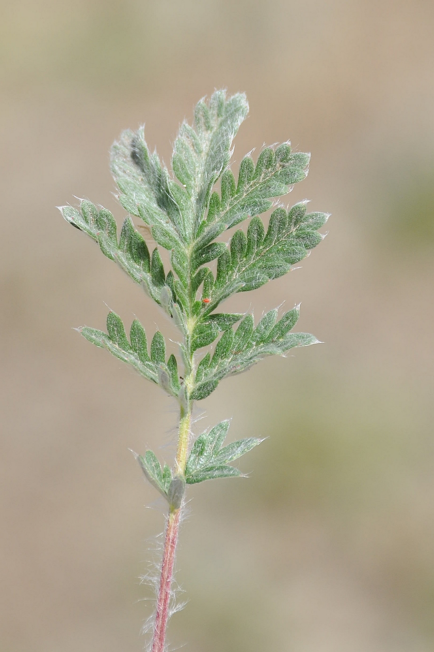 Image of Potentilla pamiroalaica specimen.