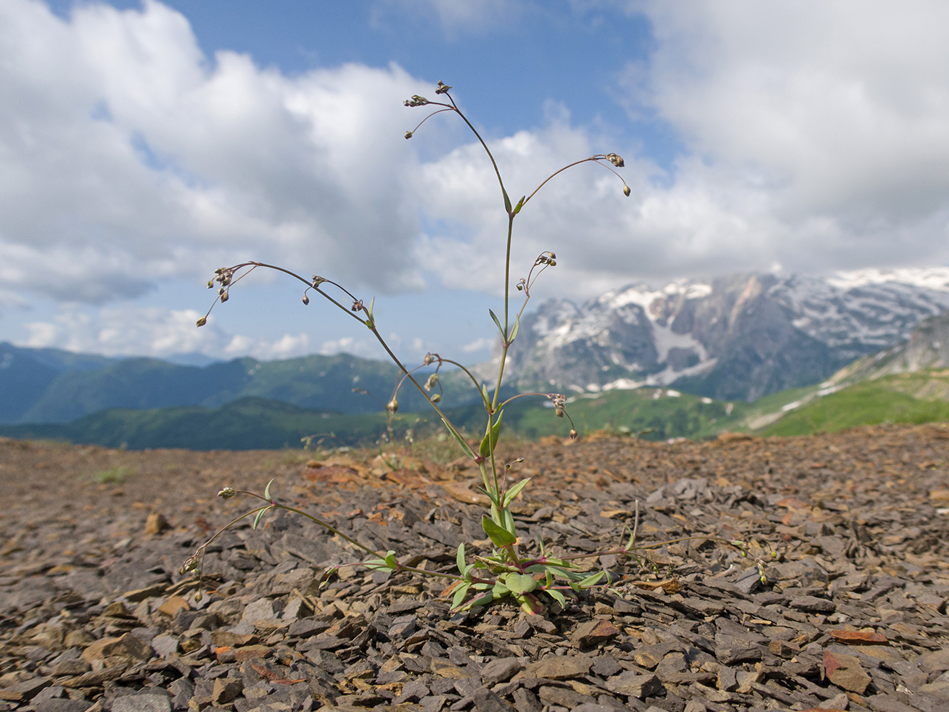 Image of Gypsophila elegans specimen.