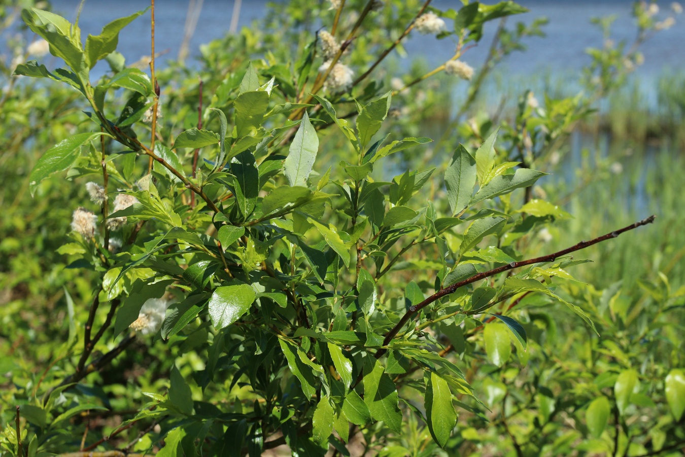 Изображение особи Salix phylicifolia.