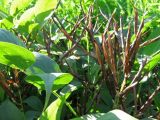 Lathyrus vernus