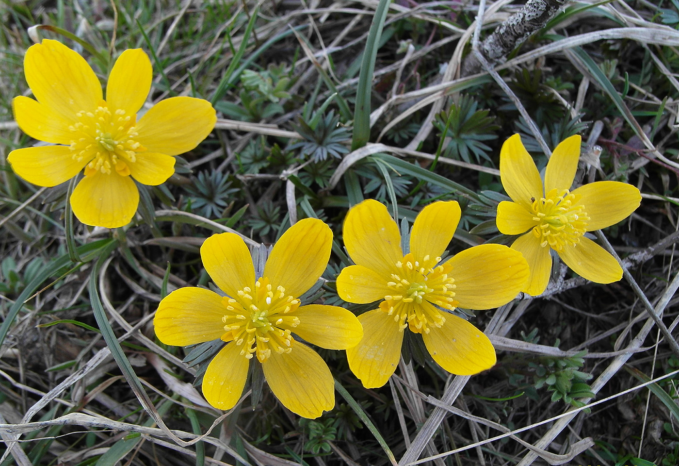 Image of Eranthis longistipitata specimen.