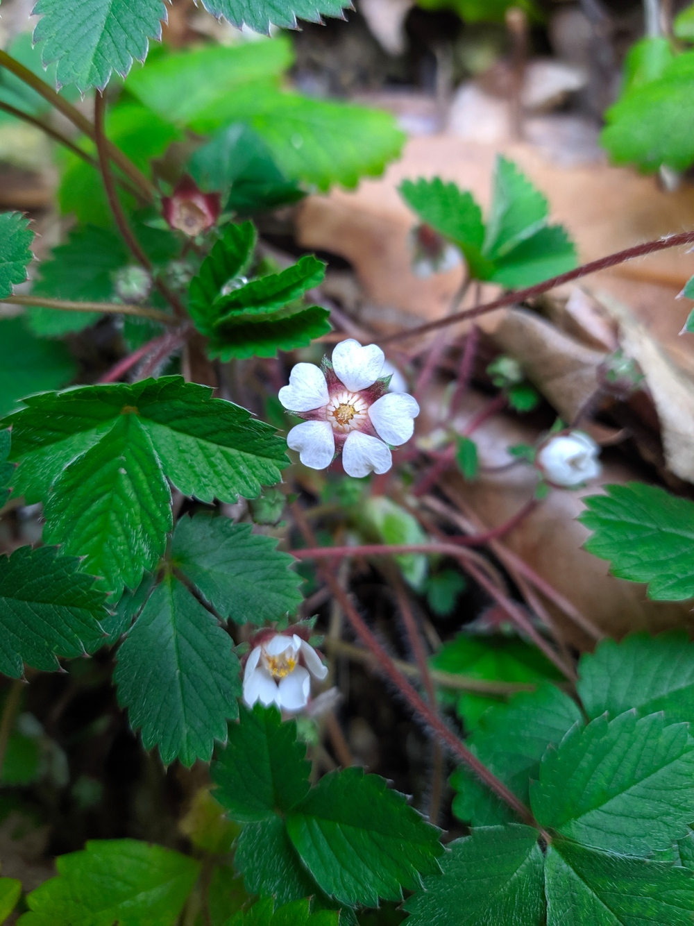 Изображение особи Potentilla micrantha.