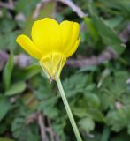 Ranunculus aleae