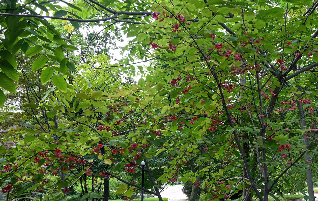 Image of Euonymus macropterus specimen.