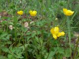 Ranunculus repens. Верхушки цветущих растений. Свердловская обл., окр. г. Североуральск, луг возле огородов в сосново-еловом лесу. 21.06.2007.