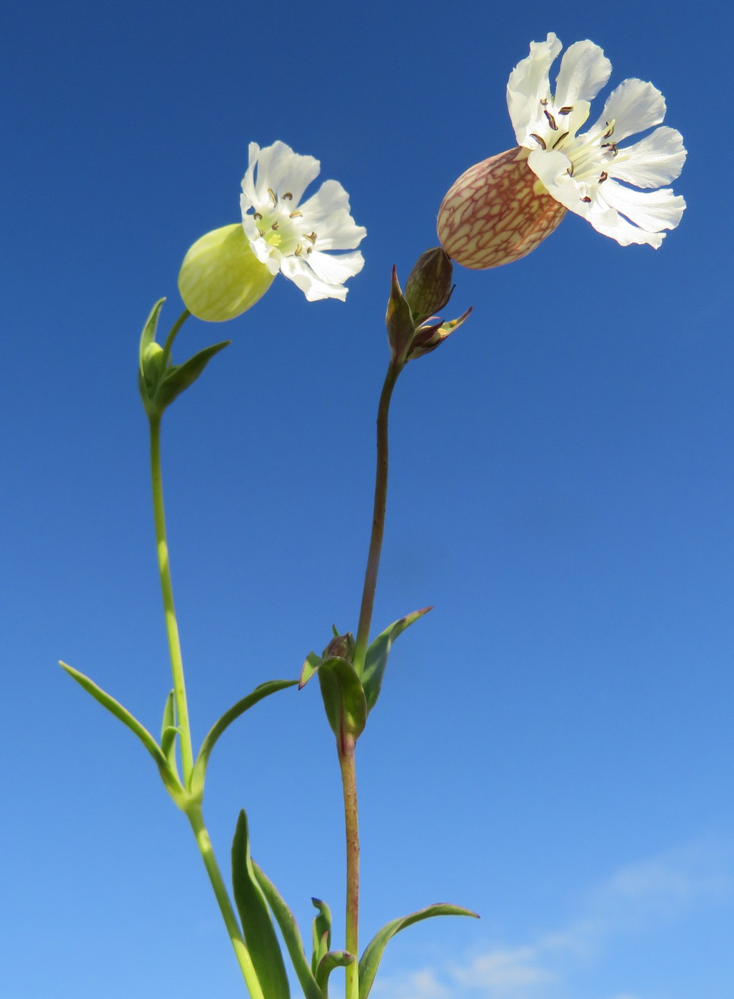 Изображение особи Oberna uniflora.