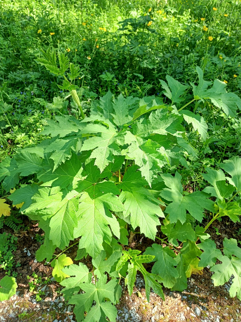 Image of Heracleum sibiricum specimen.