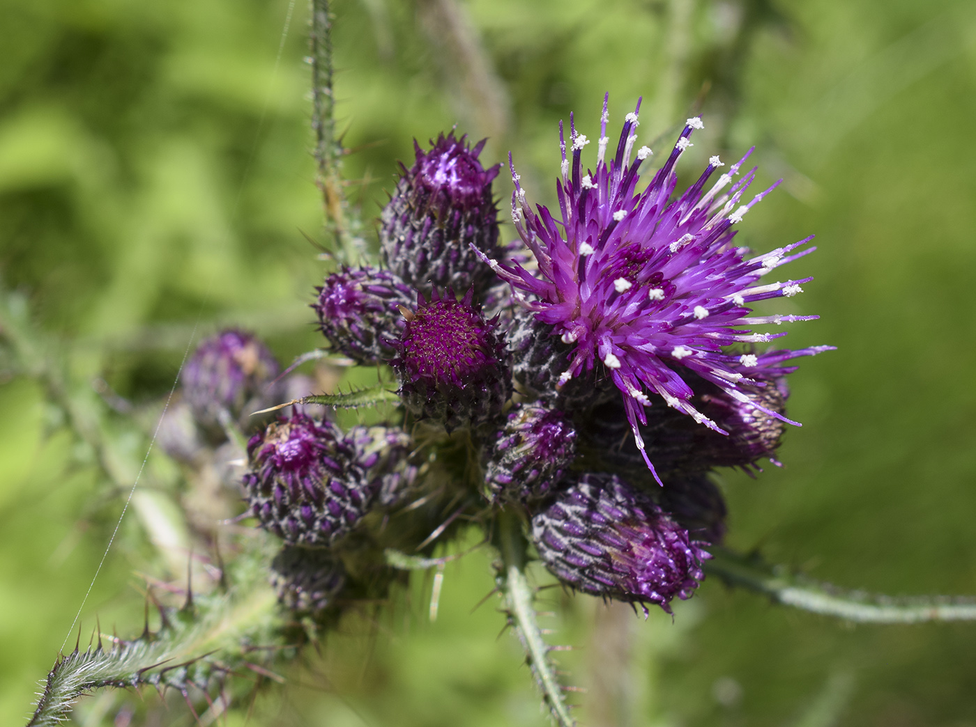 Image of Cirsium palustre specimen.