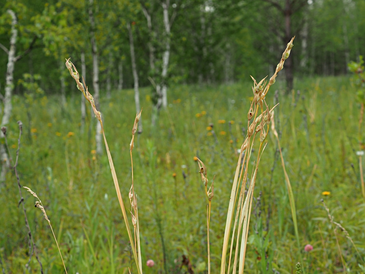 Image of Gladiolus imbricatus specimen.