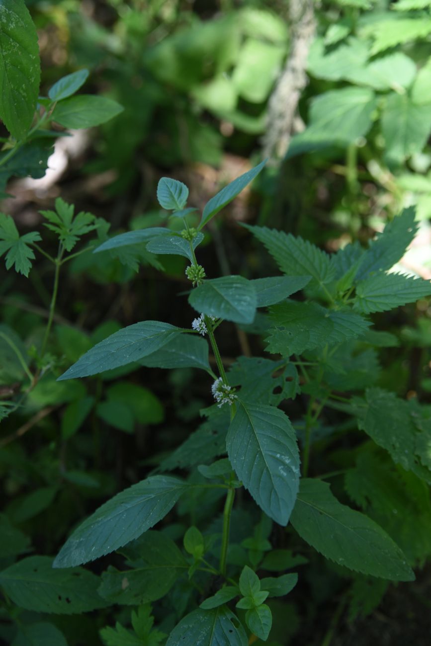 Image of Mentha arvensis specimen.