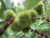 Castanea mollissima