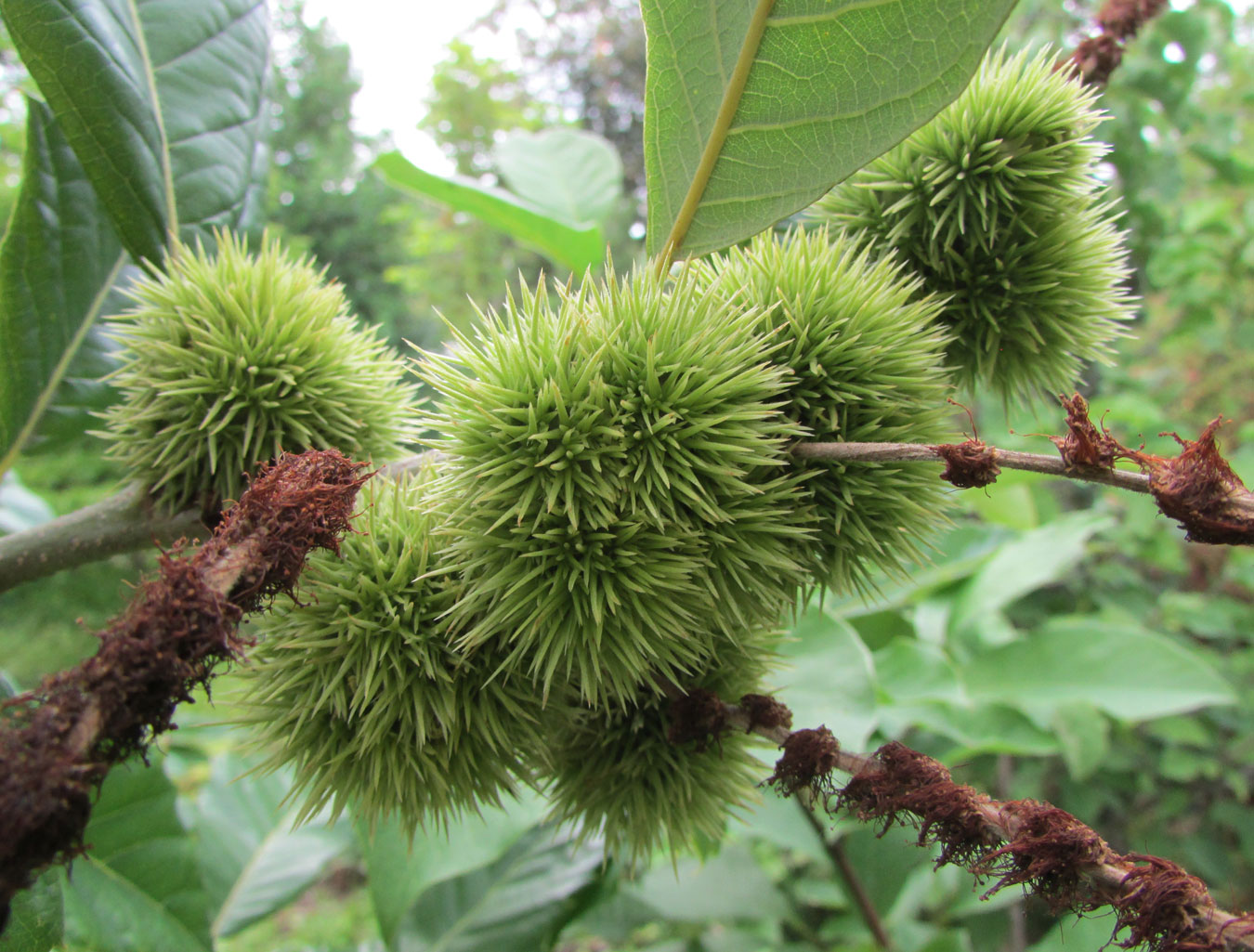 Image of Castanea mollissima specimen.