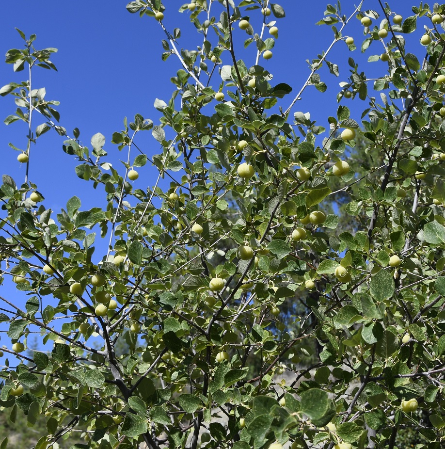 Image of Styrax officinalis specimen.