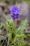 Primula amoena