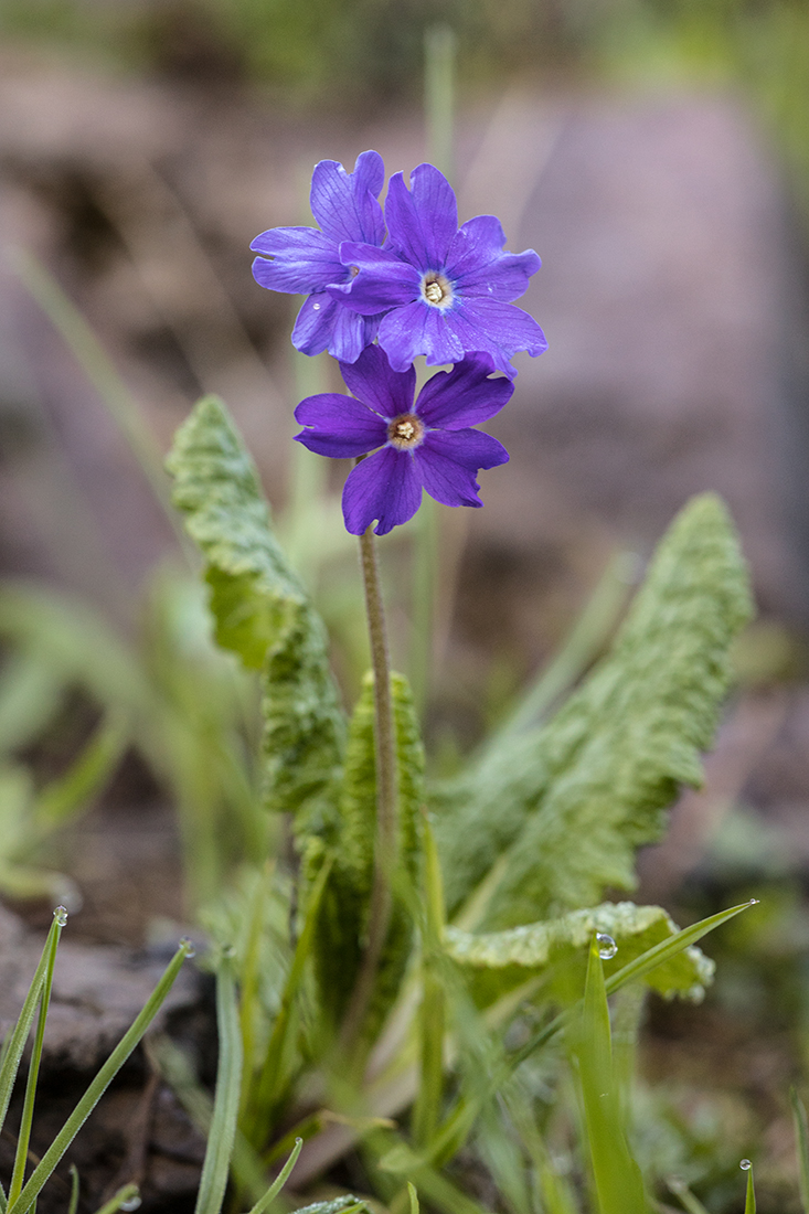 Image of Primula amoena specimen.