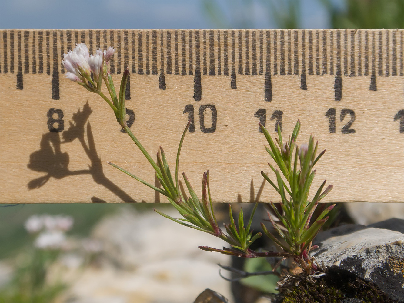 Image of genus Asperula specimen.