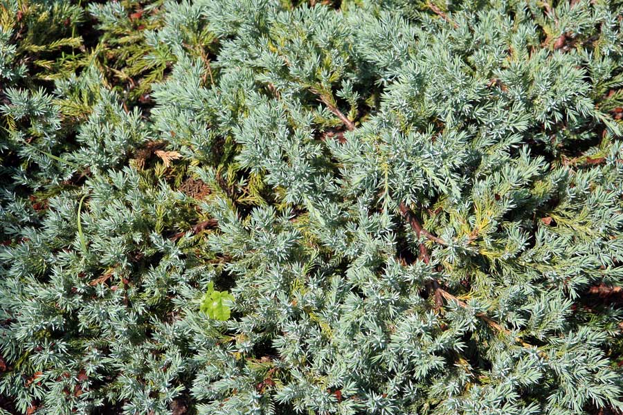 Изображение особи Juniperus squamata.