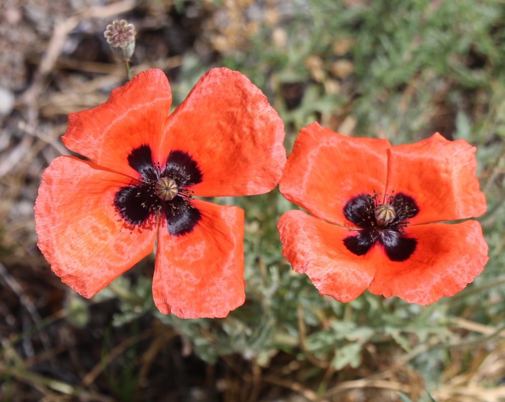 Изображение особи род Papaver.