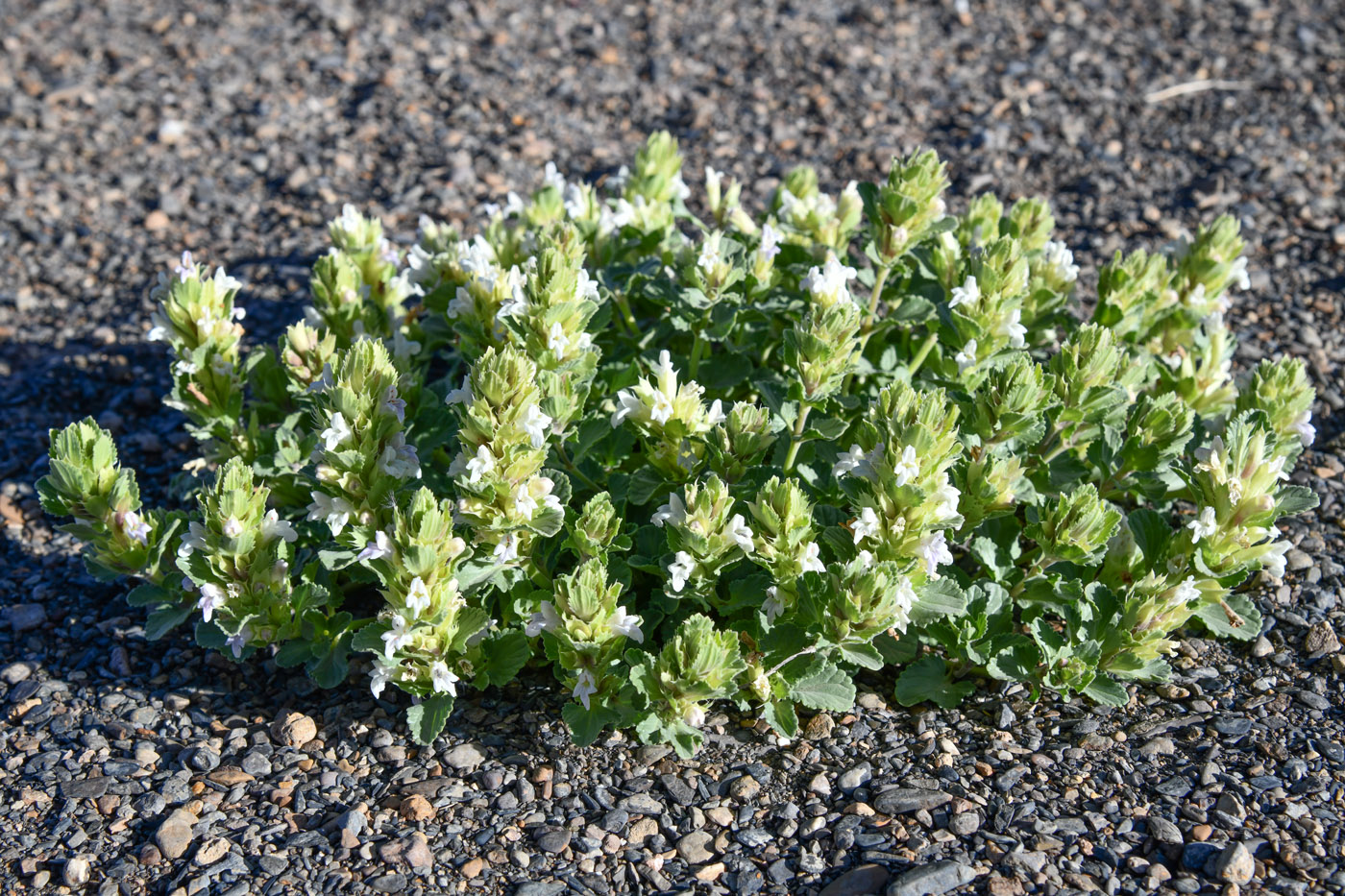 Image of Dracocephalum heterophyllum specimen.