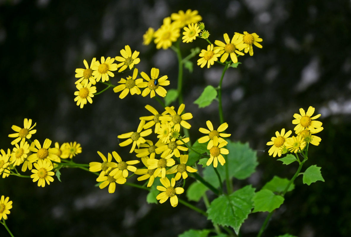 Изображение особи Sinosenecio oldhamianus.