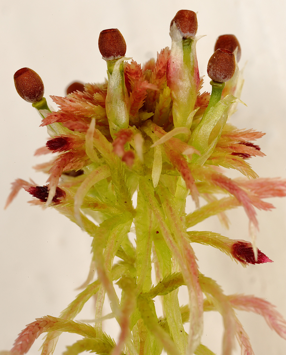 Image of Sphagnum warnstorfii specimen.