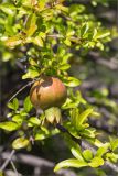 Punica granatum. Верхушка ветви с незрелым плодом. Турция, пров. Анталья, р-н Кумлуджа, окр. вдхр. Алакыр, каменистая обочина грунтовой дороги, маквис. 31.05.2024.