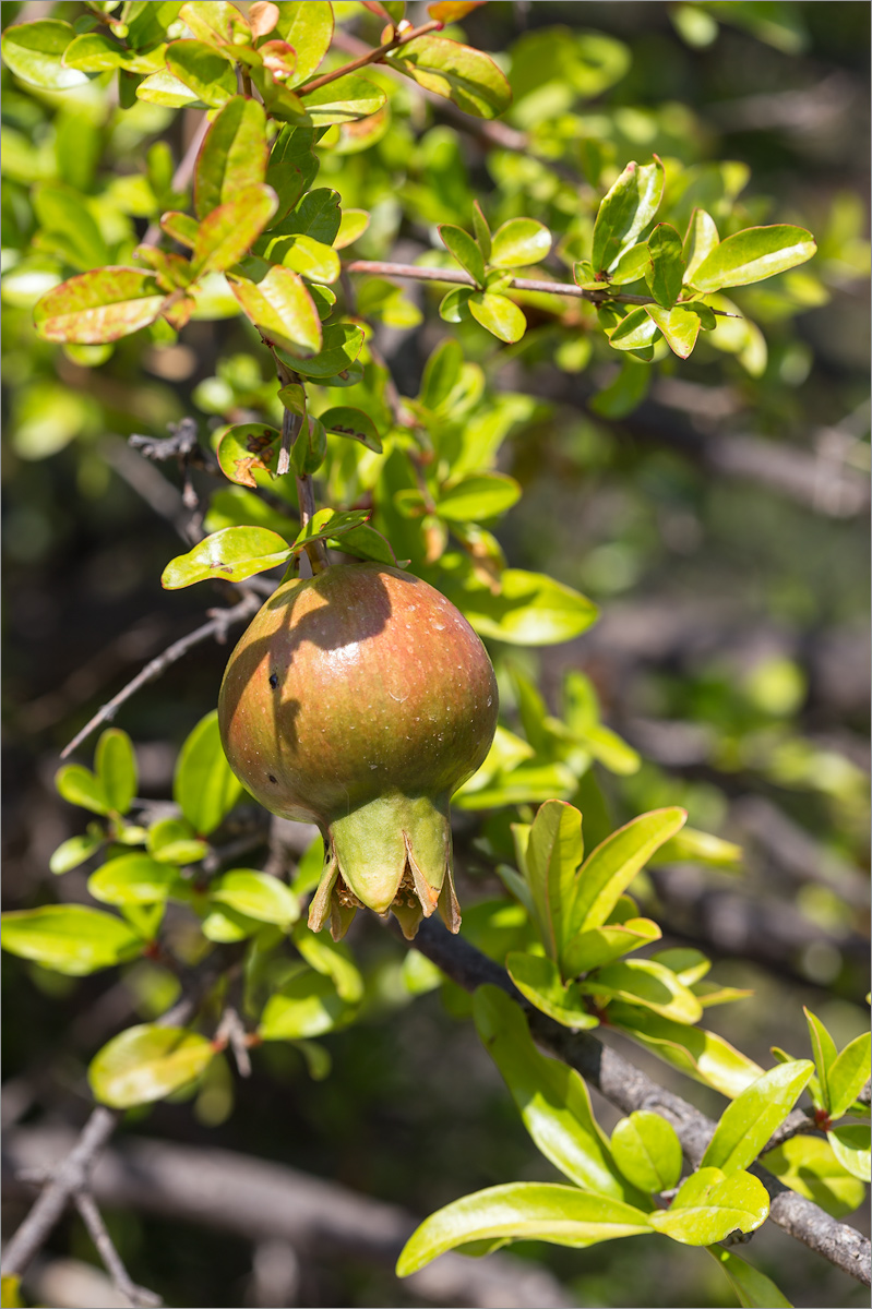 Image of Punica granatum specimen.