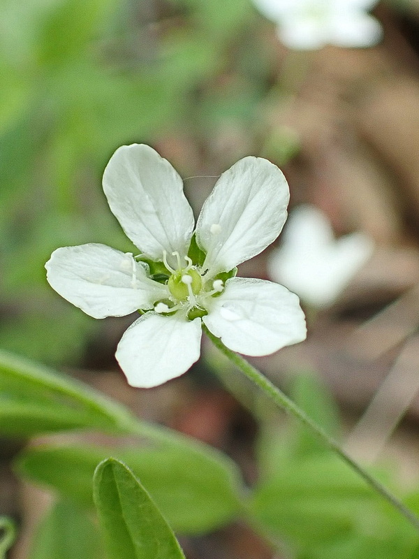 Image of Moehringia lateriflora specimen.