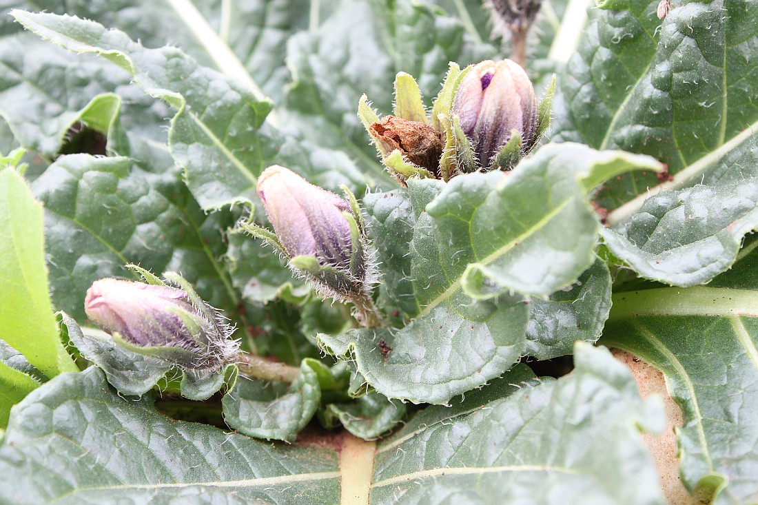 Image of Mandragora officinarum specimen.