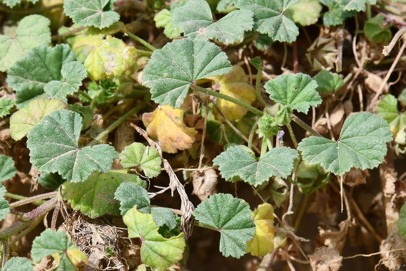 Image of Malva neglecta specimen.