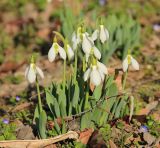 Galanthus elwesii. Цветущие растения. Краснодарский край, Черноморское побережье Кавказа, г. Новороссийск. 14 февраля 2025 г.