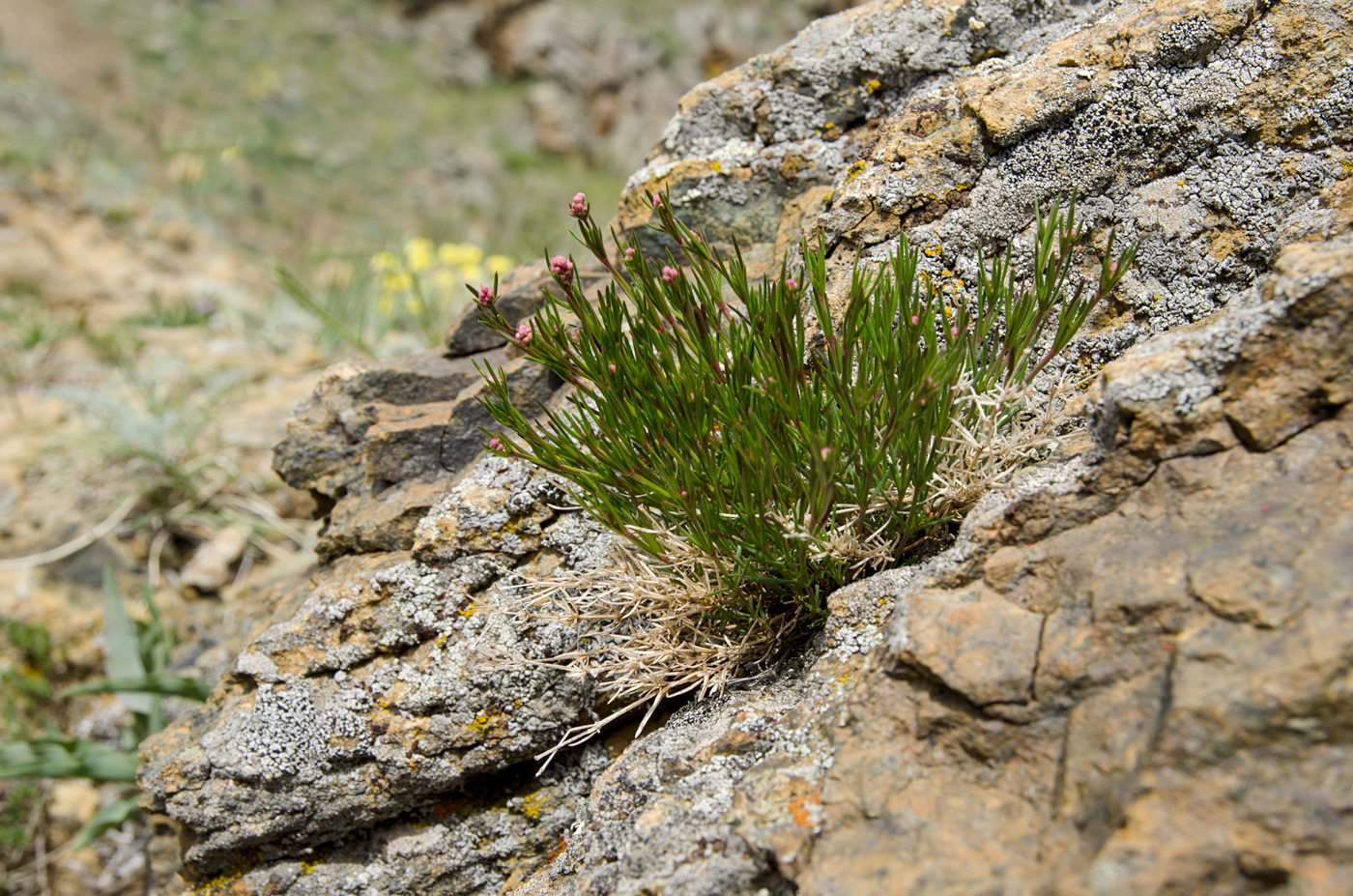 Image of Asperula petraea specimen.