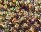 Polytrichum juniperinum