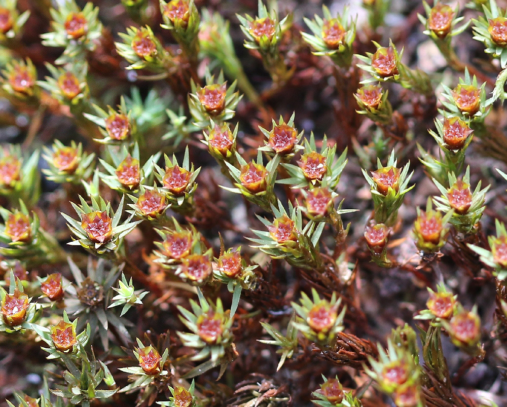 Image of Polytrichum juniperinum specimen.