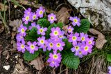 Primula vulgaris