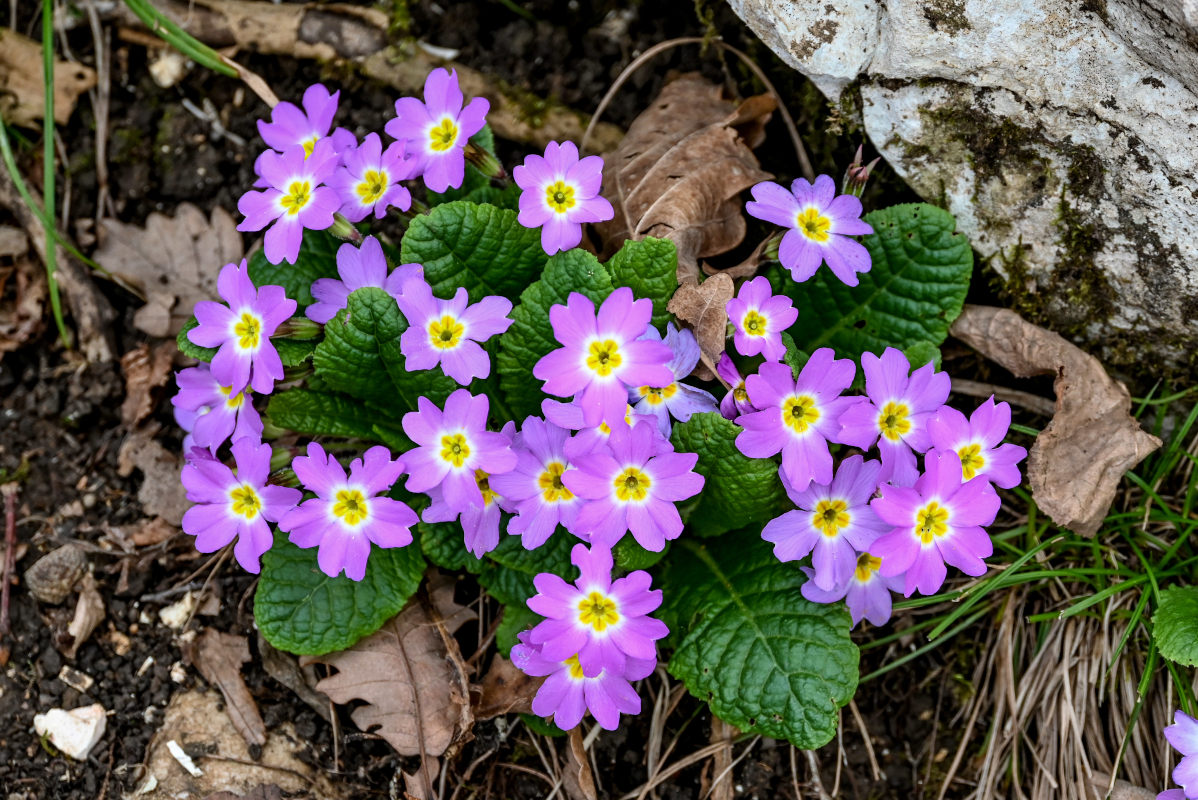 Изображение особи Primula vulgaris.