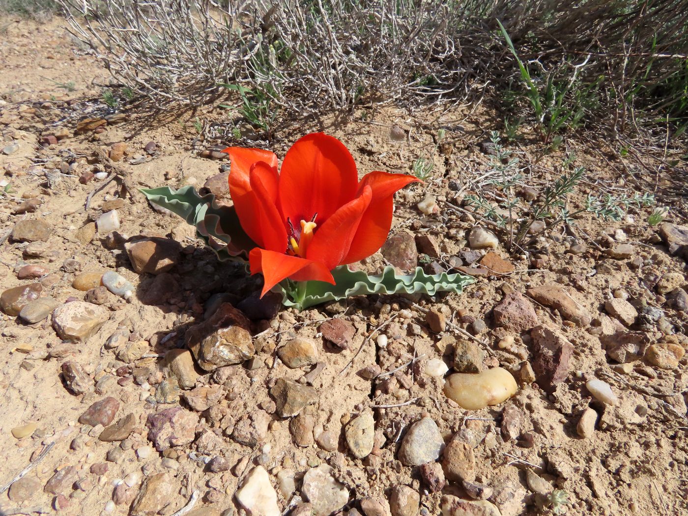 Изображение особи Tulipa alberti.