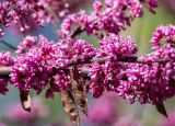 Смотреть изображение Cercis siliquastrum
